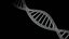 dna 3D model