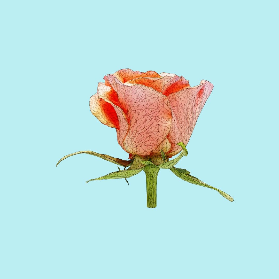 25 flower 3D model https://p.turbosquid.com/ts-thumb/TJ/67tfHC/1DzhcmFR/polygonalminiaturesnatureflowerschinachineseroserosachinensiswireframe_00000/jpg/1596474798/1920x1080/fit_q87/d91cc7a9f89c90caec4261b8a5d7aa27d2e2feea/polygonalminiaturesnatureflowerschinachineseroserosachinensiswireframe_00000.jpg