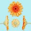 25 Flower Collection