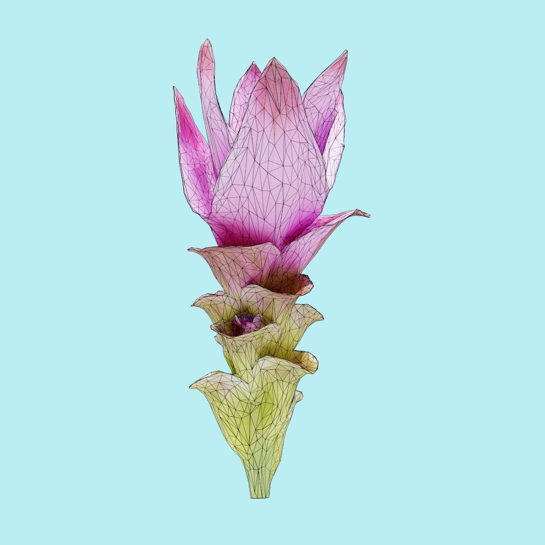 25 flower 3D model https://p.turbosquid.com/ts-thumb/TJ/67tfHC/8U5wZyPm/polygonalminiaturesnatureflowerstulipofthailandwireframe_00000/jpg/1596474799/1920x1080/fit_q87/695d183396f7dff282cee3ac89df227a32afbf65/polygonalminiaturesnatureflowerstulipofthailandwireframe_00000.jpg