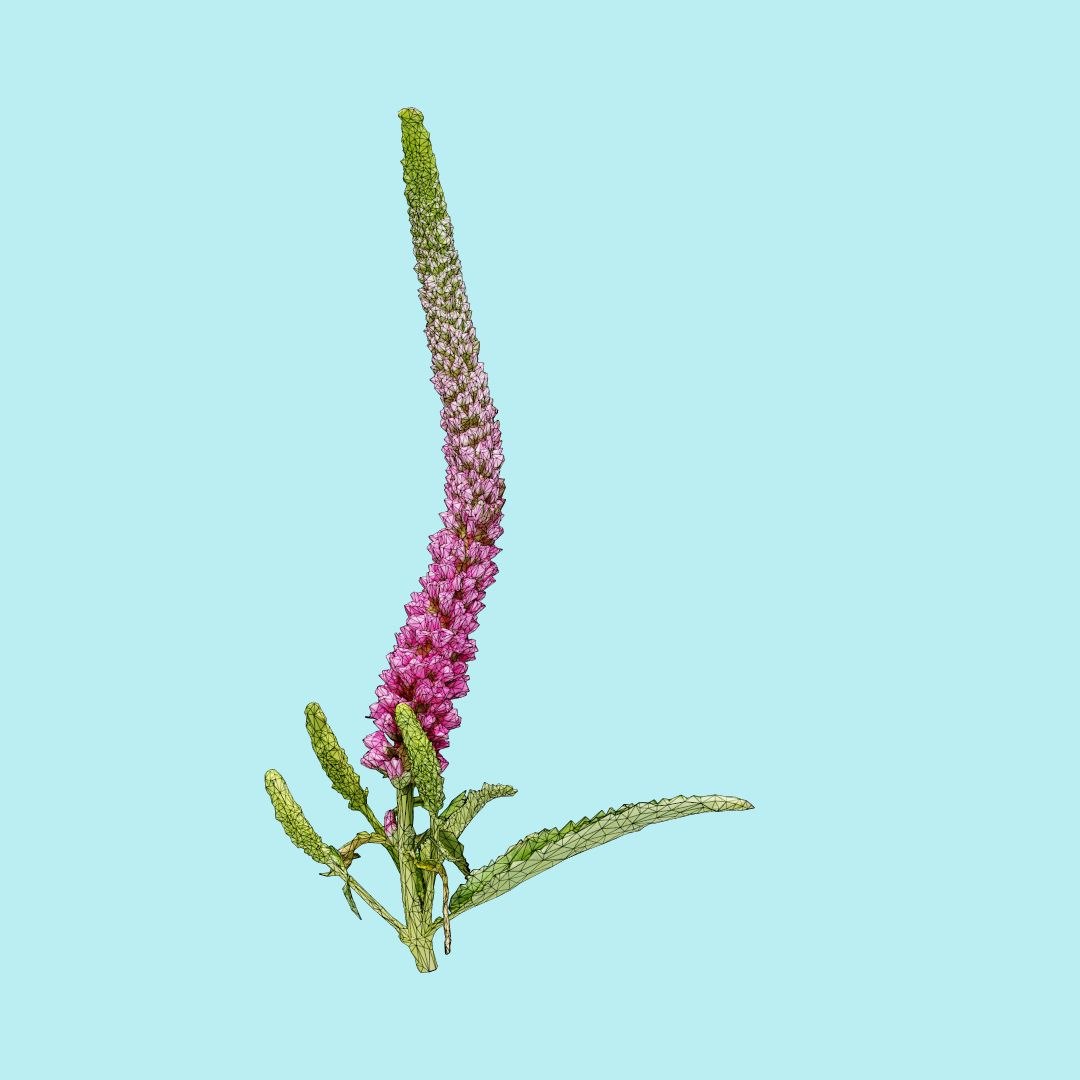 25 flower 3D model https://p.turbosquid.com/ts-thumb/TJ/67tfHC/EFAS9mOy/polygonalminiaturesnatureflowerssummerlilacbuddlejadavidiibutterflybushwireframe_00000/jpg/1596474799/1920x1080/fit_q87/5f7995de1c6dcf12deffd97b67524b08aa606611/polygonalminiaturesnatureflowerssummerlilacbuddlejadavidiibutterflybushwireframe_00000.jpg