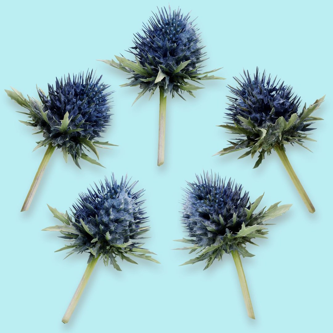 25 flower 3D model https://p.turbosquid.com/ts-thumb/TJ/67tfHC/HrUoZkmW/polygonalminiaturesnatureflowers_0013_milkmarianmaryblessedthistlesilybummarianumcover/jpg/1596474748/1920x1080/fit_q87/1fb52868cd407ce0e638b8d392b6c7c9328ecf59/polygonalminiaturesnatureflowers_0013_milkmarianmaryblessedthistlesilybummarianumcover.jpg