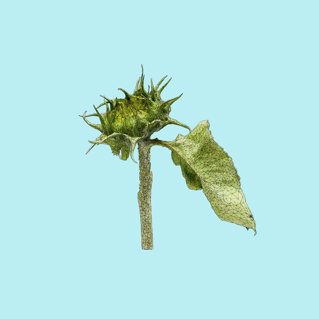 25 flower 3D model https://p.turbosquid.com/ts-thumb/TJ/67tfHC/IbqtiiSR/polygonalminiaturesnatureflowersyoungsunflowerwireframe_00000/jpg/1596474799/1920x1080/fit_q87/e5e89e5a671a7f91077e66211a031871ad7aa458/polygonalminiaturesnatureflowersyoungsunflowerwireframe_00000.jpg
