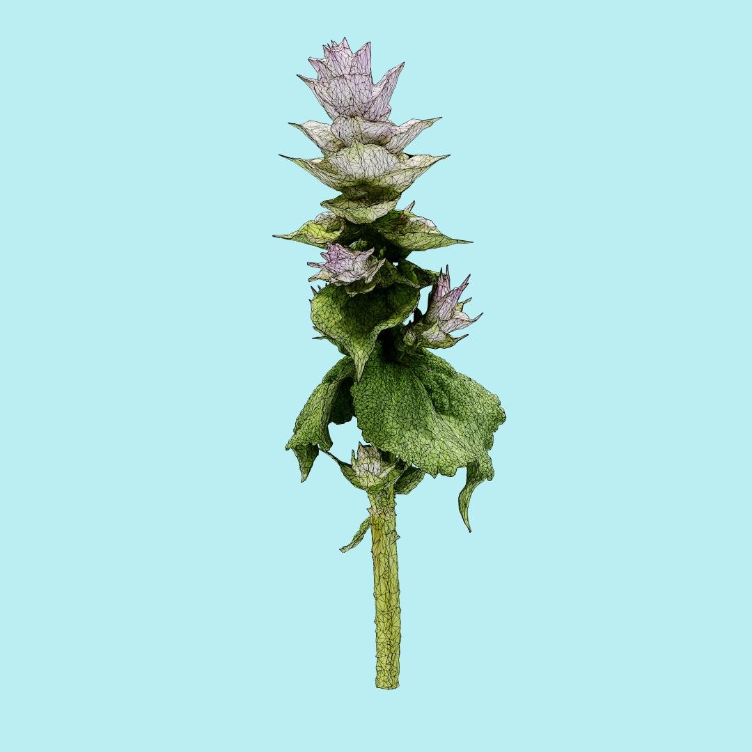 25 flower 3D model https://p.turbosquid.com/ts-thumb/TJ/67tfHC/LvbXrBnL/polygonalminiaturesnatureflowersbeefsteakplantwireframe_00000/jpg/1596474798/1920x1080/fit_q87/7c713236b2cea60754698ce22d89d8bc4e5ae07f/polygonalminiaturesnatureflowersbeefsteakplantwireframe_00000.jpg