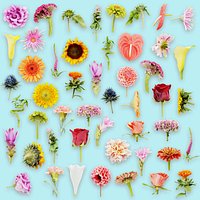 25 Flower Collection