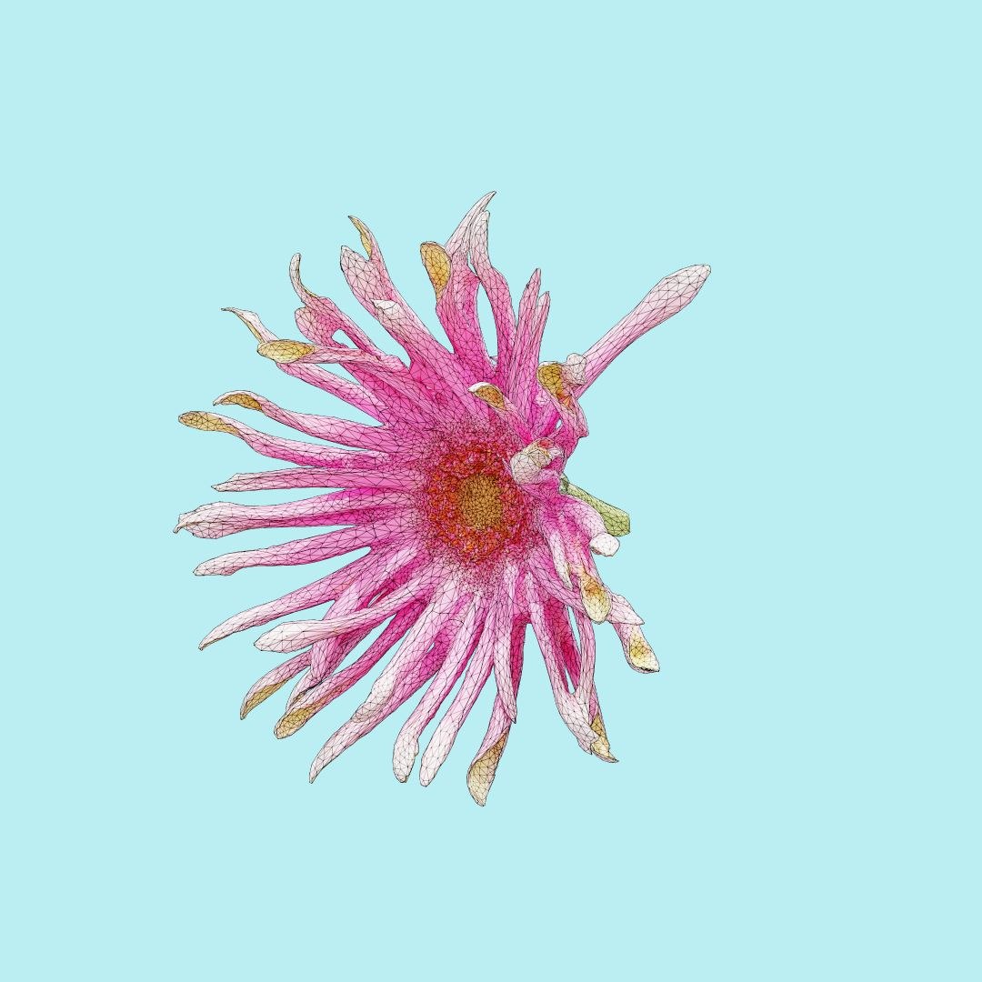 25 flower 3D model https://p.turbosquid.com/ts-thumb/TJ/67tfHC/OBlznAkY/polygonalminiaturesnatureflowersbarbertondaisygerberajamesonii2wireframe_00000/jpg/1596474798/1920x1080/fit_q87/11f122aa7e3f209aa21e3464ca2f70cadf8852da/polygonalminiaturesnatureflowersbarbertondaisygerberajamesonii2wireframe_00000.jpg