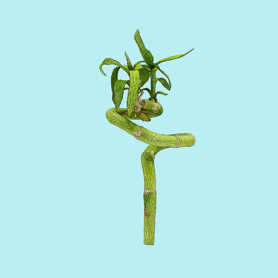 25 flower 3D model https://p.turbosquid.com/ts-thumb/TJ/67tfHC/PooXGOZe/polygonalminiaturesnatureflowersribbondracaenawireframe_00000/jpg/1596474799/1920x1080/fit_q87/64e24036293a612d9888debb9e0b04ca34915bcb/polygonalminiaturesnatureflowersribbondracaenawireframe_00000.jpg