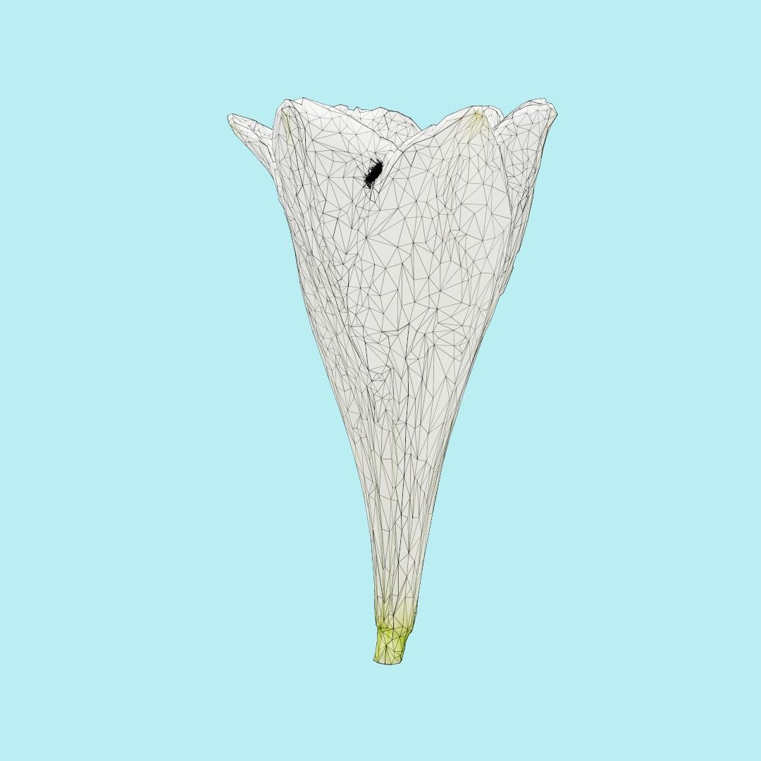 25 flower 3D model https://p.turbosquid.com/ts-thumb/TJ/67tfHC/QHrwESIr/polygonalminiaturesnatureflowerswhitelilywireframe_00000/jpg/1596474799/1920x1080/fit_q87/5673e843d38cc36d620b37c00dd3463b52d4313e/polygonalminiaturesnatureflowerswhitelilywireframe_00000.jpg