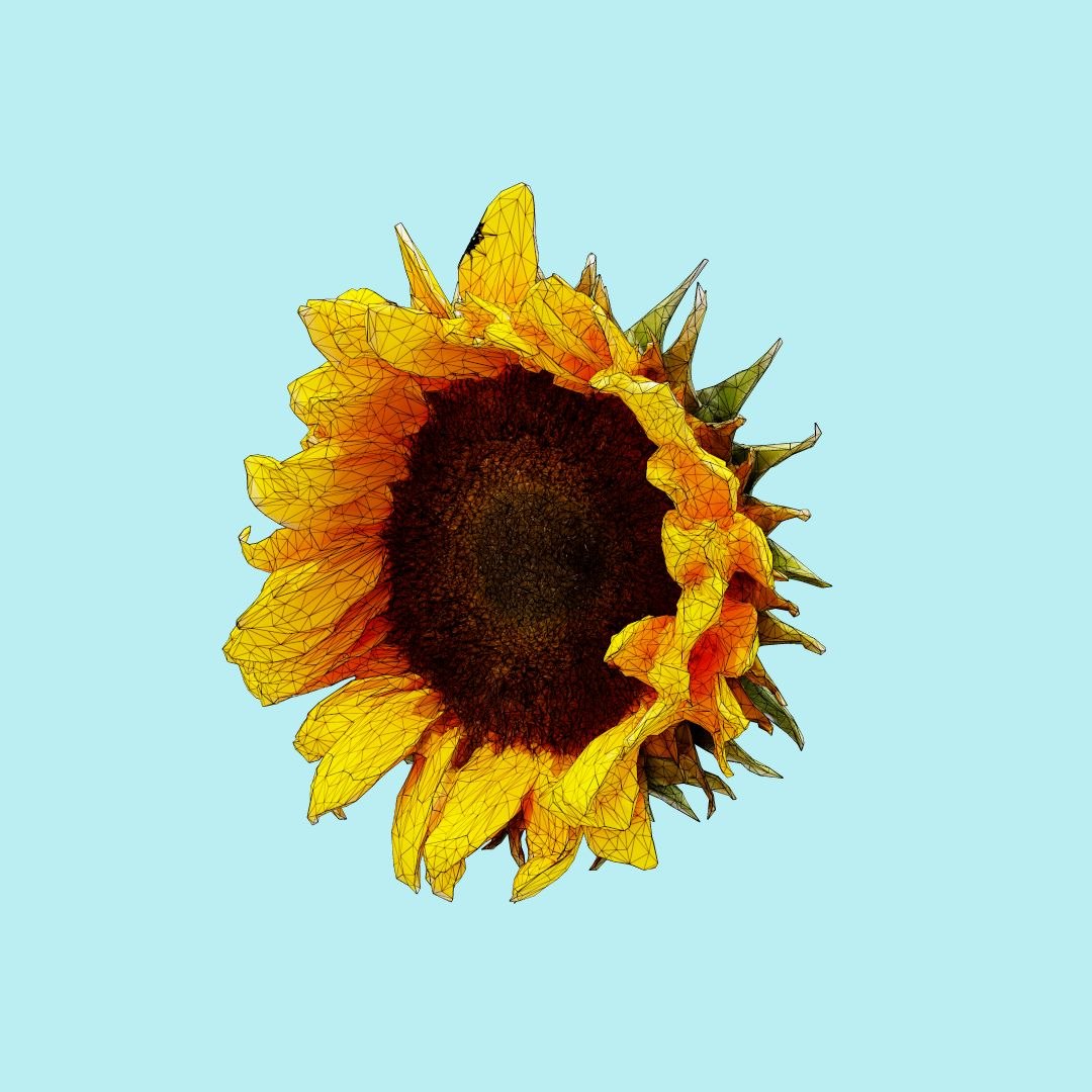 25 flower 3D model https://p.turbosquid.com/ts-thumb/TJ/67tfHC/QTyqCmPx/polygonalminiaturesnatureflowerssunflowerbrownwireframe_00000/jpg/1596474799/1920x1080/fit_q87/73f96cef180a08f2219ee9bf0a627408849a9fd8/polygonalminiaturesnatureflowerssunflowerbrownwireframe_00000.jpg