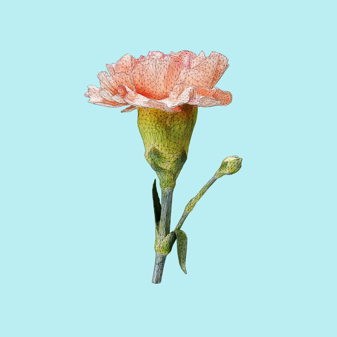 25 flower 3D model https://p.turbosquid.com/ts-thumb/TJ/67tfHC/WFb0tQv9/polygonalminiaturesnatureflowerscarnationclovepinkdianthuscaryophyllus2wireframe_00000/jpg/1596474798/1920x1080/fit_q87/55bcbab6a640d22b1cc76159d400e4ff7ff500da/polygonalminiaturesnatureflowerscarnationclovepinkdianthuscaryophyllus2wireframe_00000.jpg
