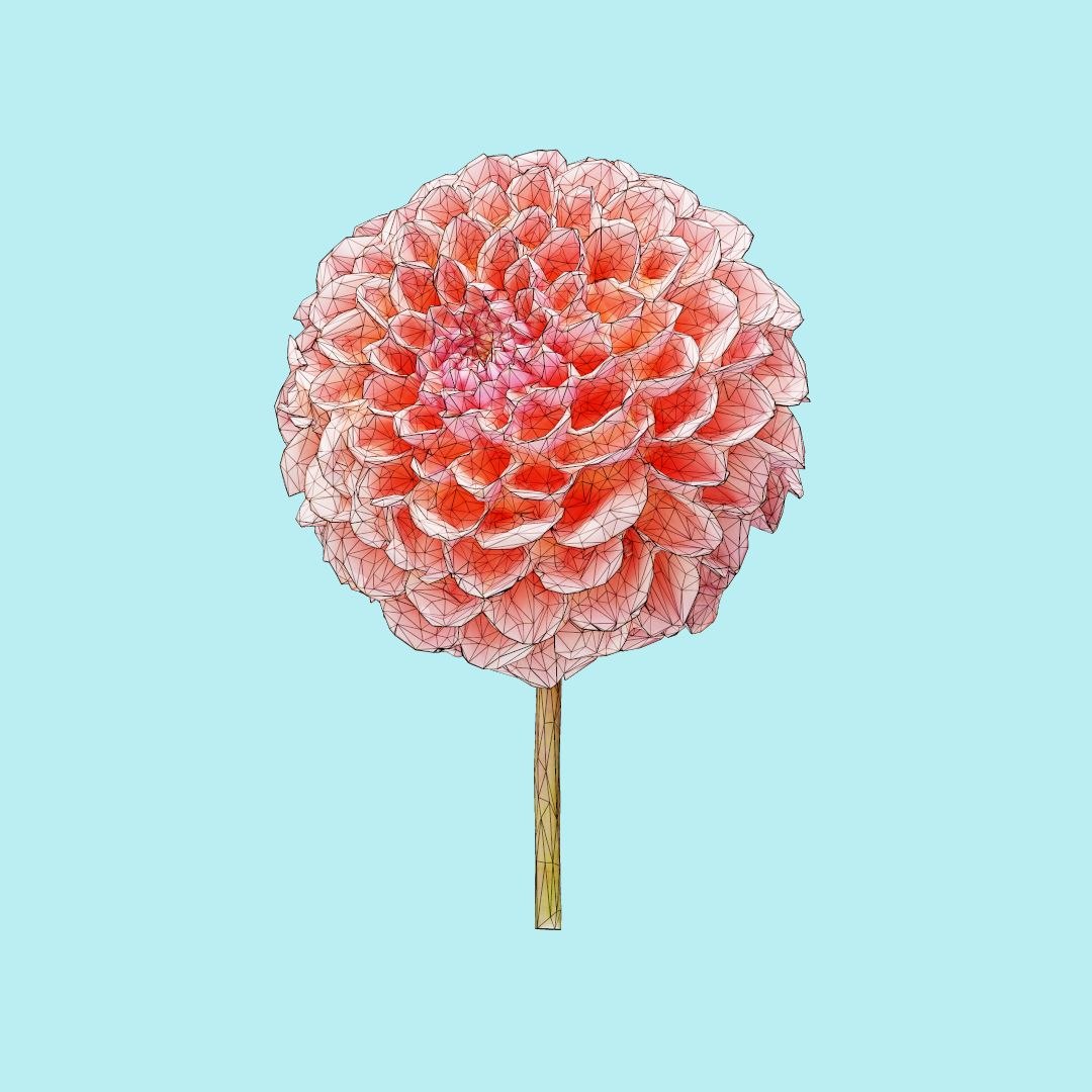 25 flower 3D model https://p.turbosquid.com/ts-thumb/TJ/67tfHC/Y8AjfnH0/polygonalminiaturesnatureflowersgardendahliaredwireframe_00000/jpg/1596474798/1920x1080/fit_q87/ac3af64d592ef63c1609ec70adbfea311f8ce98b/polygonalminiaturesnatureflowersgardendahliaredwireframe_00000.jpg