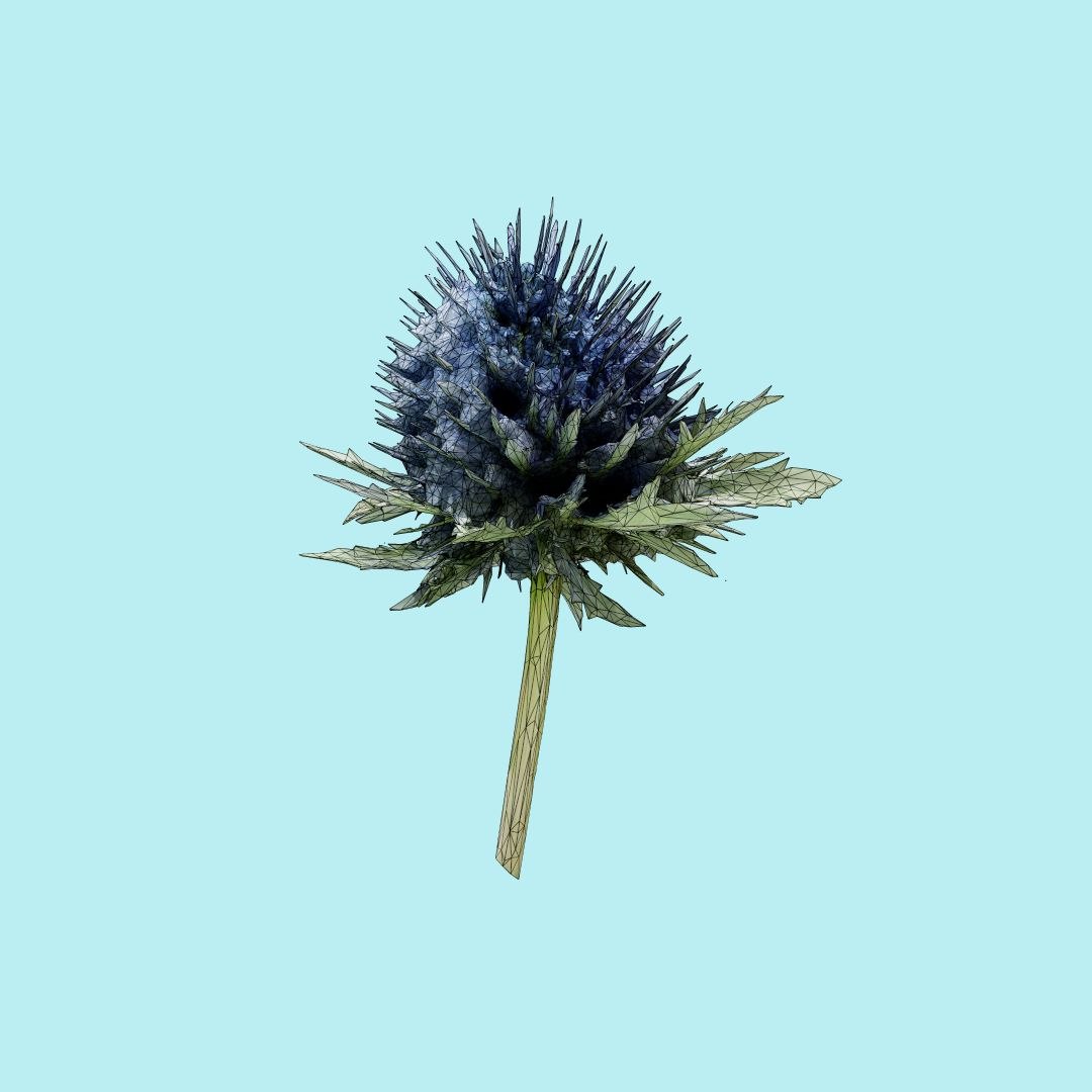 25 flower 3D model https://p.turbosquid.com/ts-thumb/TJ/67tfHC/ZXvC64ZK/polygonalminiaturesnatureflowersmilkmarianmaryblessedthistlesilybummarianumwireframe_00000/jpg/1596474798/1920x1080/fit_q87/8bf22ce40d83a5005ab7b47a85ea822a0089f1b2/polygonalminiaturesnatureflowersmilkmarianmaryblessedthistlesilybummarianumwireframe_00000.jpg