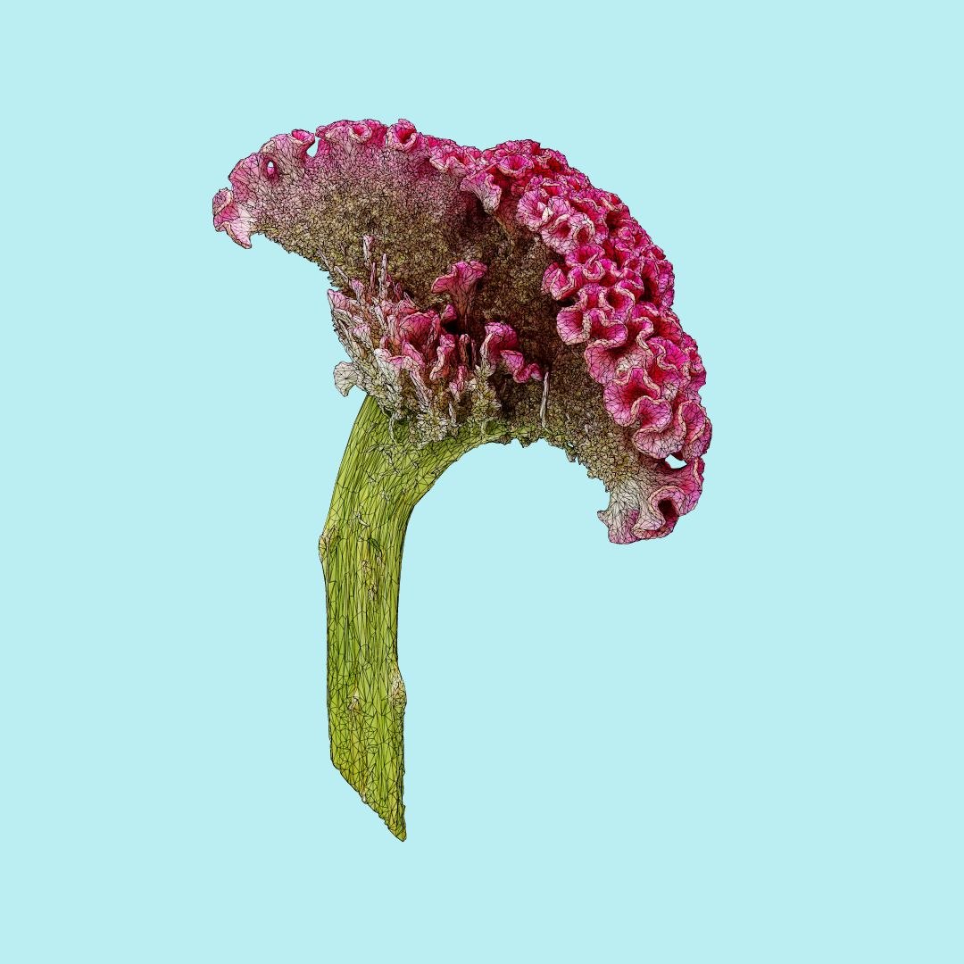 25 flower 3D model https://p.turbosquid.com/ts-thumb/TJ/67tfHC/ZxqmEPAX/polygonalminiaturesnatureflowerscockscombwireframe_00000/jpg/1596474798/1920x1080/fit_q87/a725c04271506d9776ca9c823c81a59a98b29eae/polygonalminiaturesnatureflowerscockscombwireframe_00000.jpg