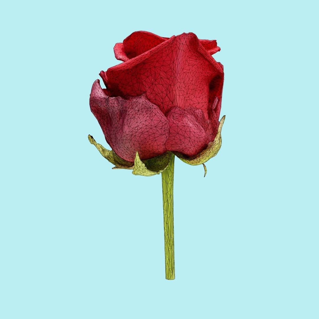 25 flower 3D model https://p.turbosquid.com/ts-thumb/TJ/67tfHC/acRUnauT/polygonalminiaturesnatureflowerschinachineseroserosachinensis2wireframe_00000/jpg/1596474798/1920x1080/fit_q87/267baa1b7dcc8d9d70db581ba3f93f29ecce3dce/polygonalminiaturesnatureflowerschinachineseroserosachinensis2wireframe_00000.jpg