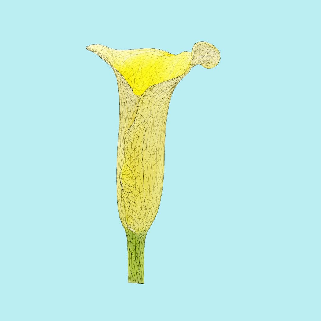 25 flower 3D model https://p.turbosquid.com/ts-thumb/TJ/67tfHC/aqvnKHZO/polygonalminiaturesnatureflowerscallalilyyellowwireframe_00000/jpg/1596474798/1920x1080/fit_q87/f86ede60f2c50189068efe57d204f4aeac456b2b/polygonalminiaturesnatureflowerscallalilyyellowwireframe_00000.jpg