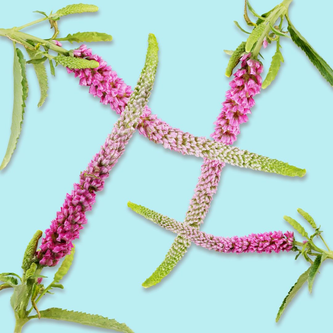 25 flower 3D model https://p.turbosquid.com/ts-thumb/TJ/67tfHC/bzIapvZY/polygonalminiaturesnatureflowers_0019_summerlilacbuddlejadavidiibutterflybushcover/jpg/1596474747/1920x1080/fit_q87/128fb53cd944bbea45a8ca1183cf66971982d7b4/polygonalminiaturesnatureflowers_0019_summerlilacbuddlejadavidiibutterflybushcover.jpg