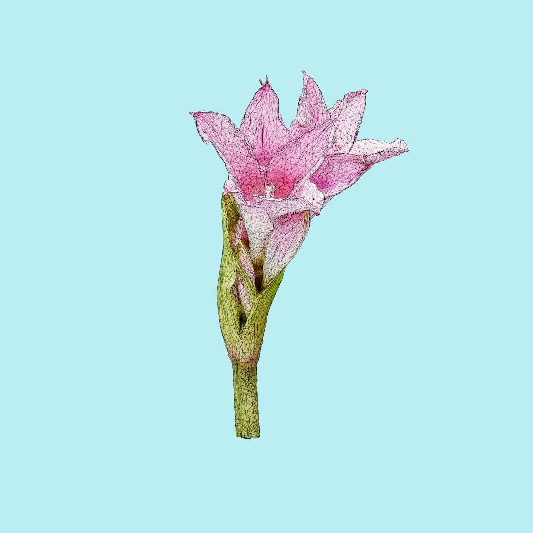 25 flower 3D model https://p.turbosquid.com/ts-thumb/TJ/67tfHC/fRvuTchJ/polygonalminiaturesnatureflowerspinklilywireframe_00000/jpg/1596474799/1920x1080/fit_q87/2f76910dfb5cf9d4e3a13f4e654c891d69f3b691/polygonalminiaturesnatureflowerspinklilywireframe_00000.jpg