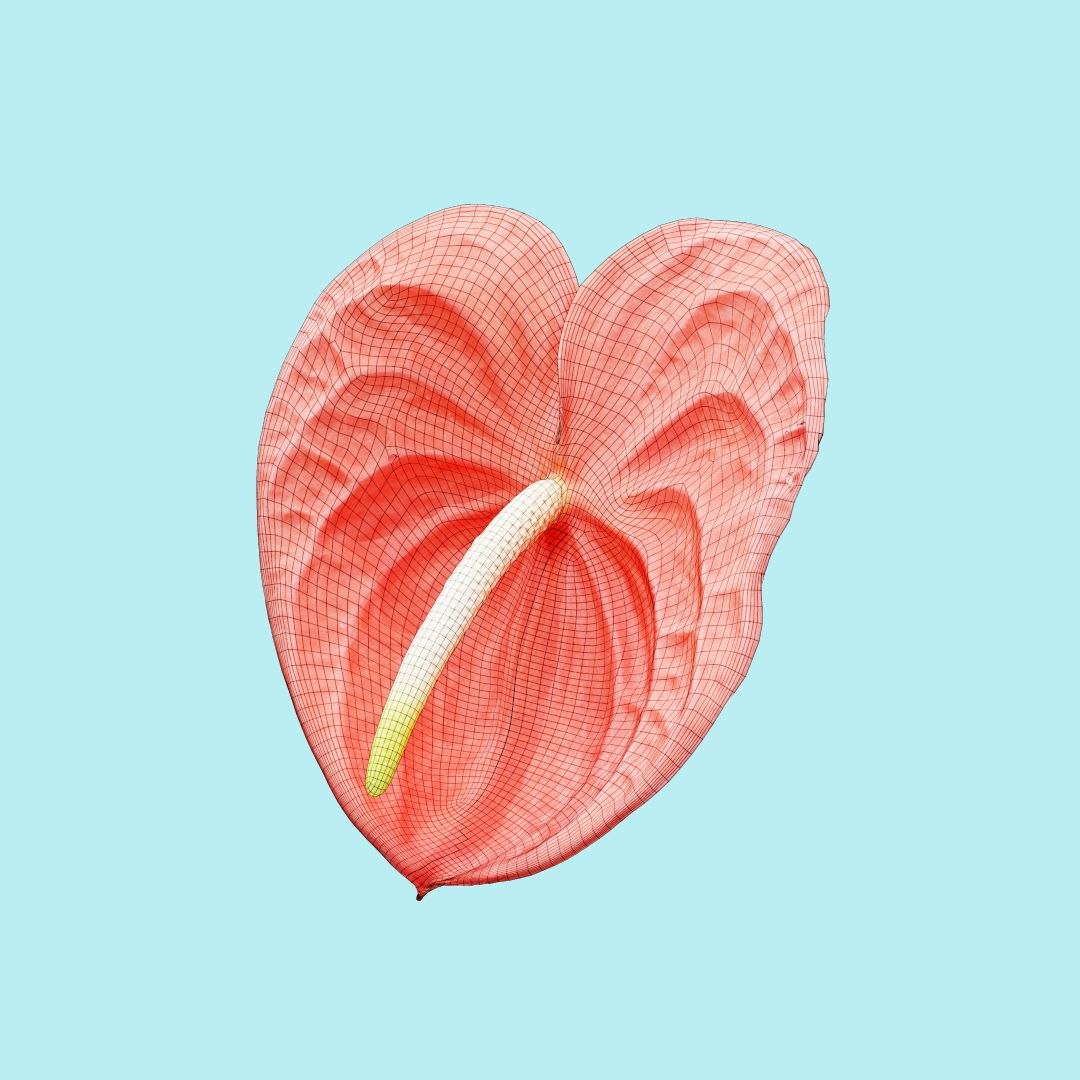25 flower 3D model https://p.turbosquid.com/ts-thumb/TJ/67tfHC/yWPssvia/polygonalminiaturesnatureflowerspainterspaletteanthuriumandraeanumlaceleafwireframe_00000/jpg/1596474799/1920x1080/fit_q87/8cadbc3bbe1b0a810706cfd520c7688d4343934c/polygonalminiaturesnatureflowerspainterspaletteanthuriumandraeanumlaceleafwireframe_00000.jpg