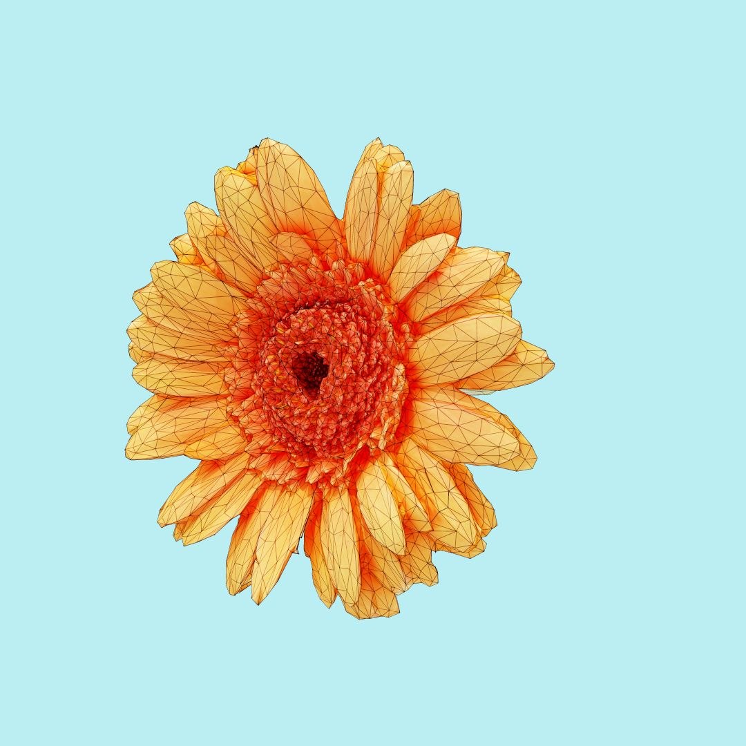 25 flower 3D model https://p.turbosquid.com/ts-thumb/TJ/67tfHC/zw9OgGpJ/polygonalminiaturesnatureflowersbarbertondaisygerberajamesoniiwireframe_00000/jpg/1596474798/1920x1080/fit_q87/c6d67192b58cc034ac9c78aa522b8f4cddfde695/polygonalminiaturesnatureflowersbarbertondaisygerberajamesoniiwireframe_00000.jpg