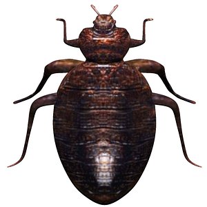 fully rigged low poly Bedbug 3D model