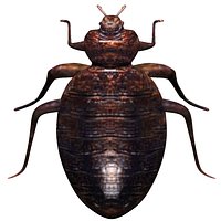 fully rigged low poly Bedbug