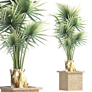 Plants Collection 168 Arabian Sabal Minor