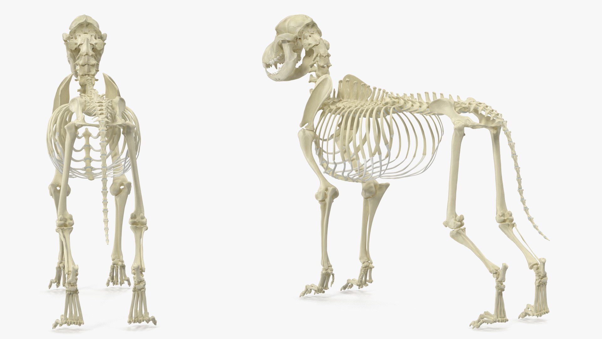 3D Dog Skeleton Anatomy with Translucent Shell Rigged for Maya https://p.turbosquid.com/ts-thumb/TJ/HURAFZ/8K/dog_skeleton_anatomy_with_translucent_shell_rigged_021/jpg/1750133766/1920x1080/fit_q87/a9e0e71797a1bb9e2e48c7ec085bee302856aa44/dog_skeleton_anatomy_with_translucent_shell_rigged_021.jpg