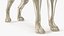 Dog Skeleton Anatomy with Translucent Shell Rigged for Maya