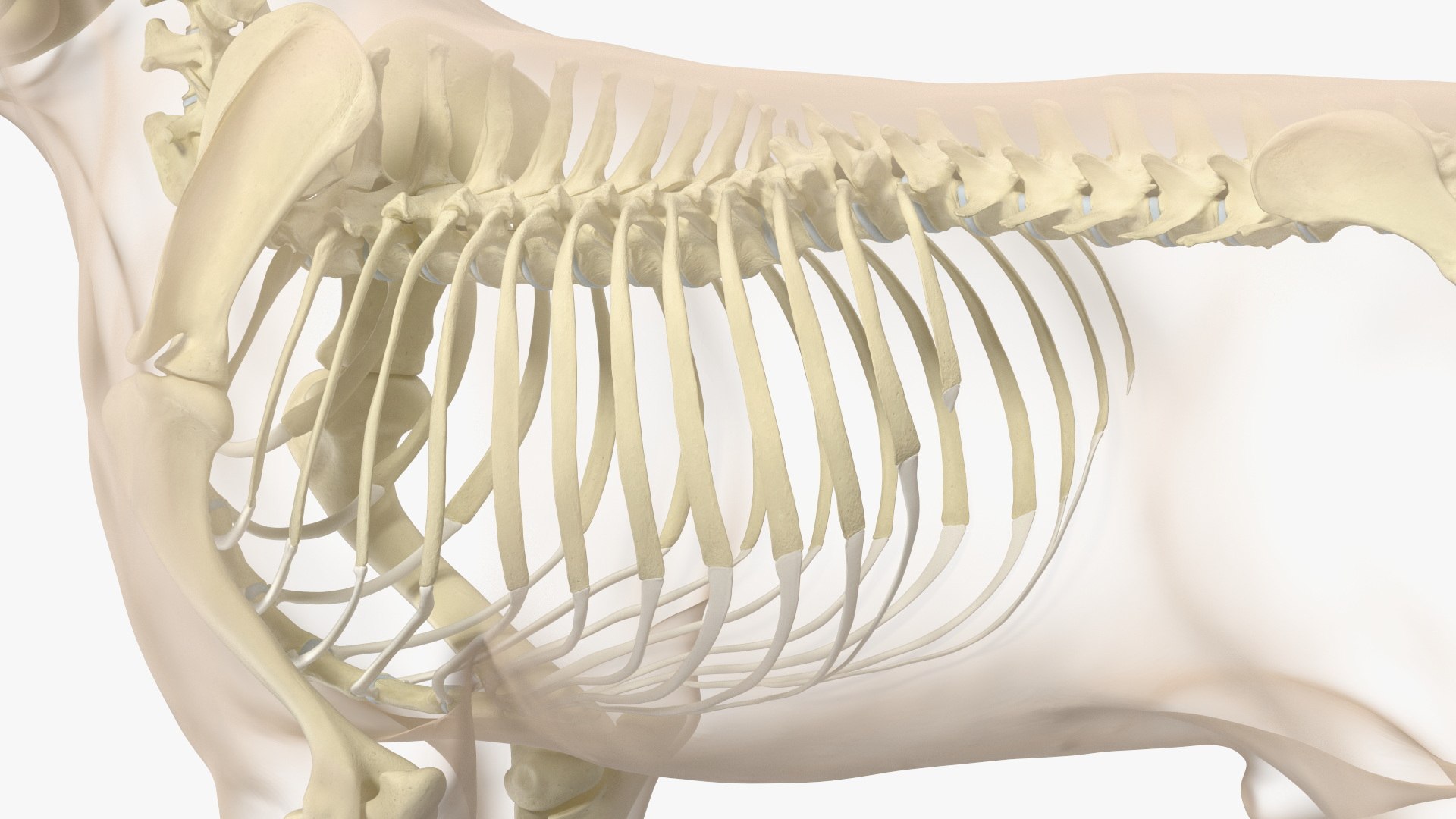 3D Dog Skeleton Anatomy with Translucent Shell Rigged for Maya https://p.turbosquid.com/ts-thumb/TJ/HURAFZ/9Y/dog_skeleton_anatomy_with_translucent_shell_rigged_015/jpg/1750133746/1920x1080/fit_q87/91370ff15d7cfd41e03ccd0caa5346fb0eabe6f4/dog_skeleton_anatomy_with_translucent_shell_rigged_015.jpg