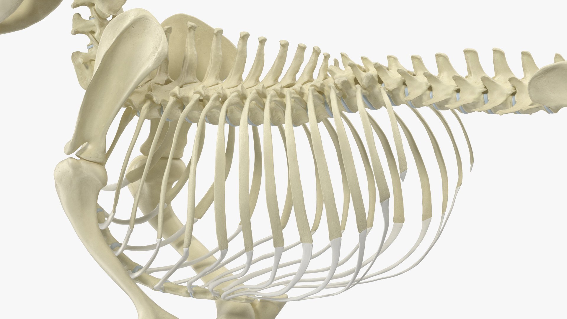 3D Dog Skeleton Anatomy with Translucent Shell Rigged for Maya https://p.turbosquid.com/ts-thumb/TJ/HURAFZ/Cw/dog_skeleton_anatomy_with_translucent_shell_rigged_025/jpg/1750133779/1920x1080/fit_q87/5040758bb0e48a286e3e3590be53f0b7b20bccec/dog_skeleton_anatomy_with_translucent_shell_rigged_025.jpg