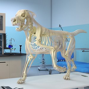3D Dog Skeleton Anatomy with Translucent Shell Rigged for Maya