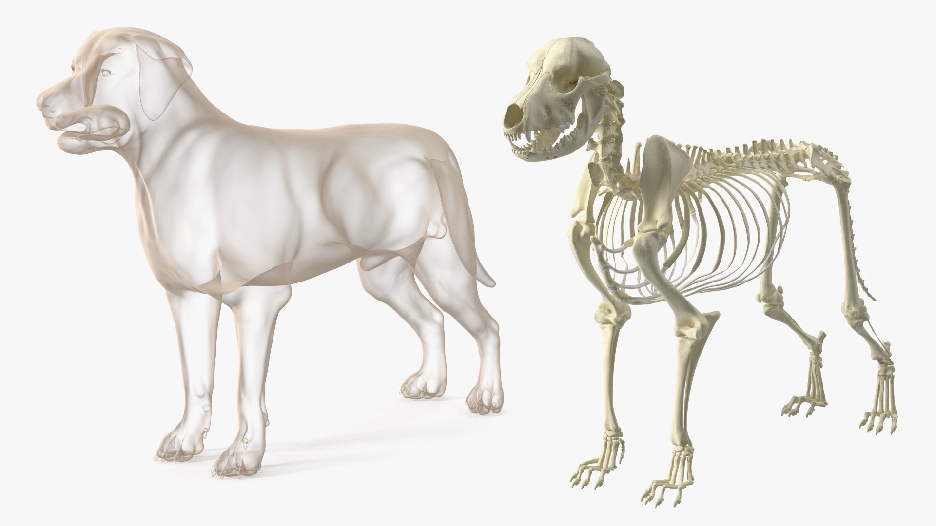 3D Dog Skeleton Anatomy with Translucent Shell Rigged for Maya https://p.turbosquid.com/ts-thumb/TJ/HURAFZ/cR/dog_skeleton_anatomy_with_translucent_shell_rigged_019/jpg/1750133758/1920x1080/fit_q87/acdbd950abcd2c004a4dfdbabe5628f2fa8ddad7/dog_skeleton_anatomy_with_translucent_shell_rigged_019.jpg