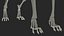 Dog Skeleton Anatomy with Translucent Shell Rigged for Maya