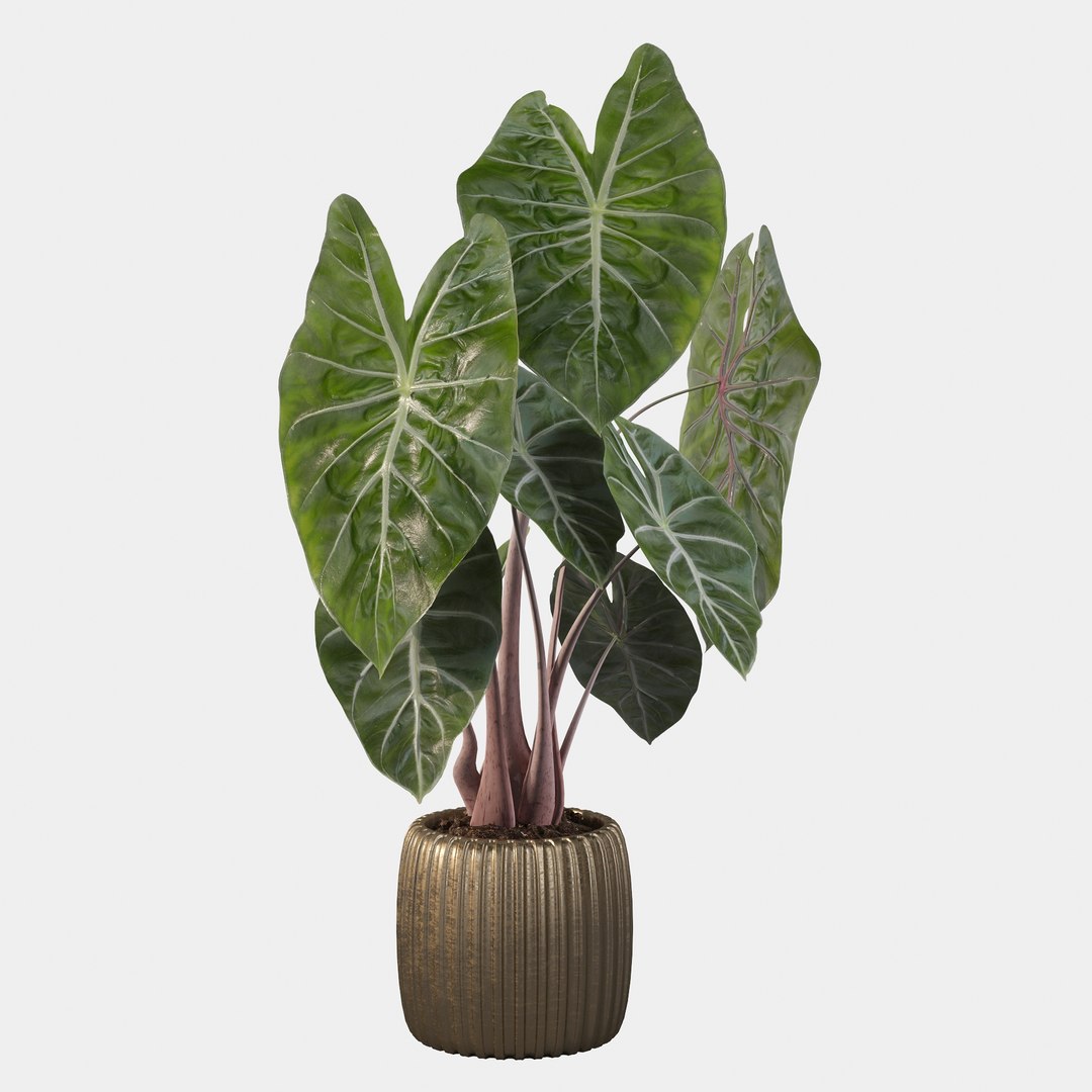 3D alocasia pink model https://p.turbosquid.com/ts-thumb/TJ/NZBzfD/7u/alocasiapinkdragon40019/jpg/1616661751/1920x1080/fit_q87/7ae661f9b3179170d0cc1857af76ae819cadd23a/alocasiapinkdragon40019.jpg
