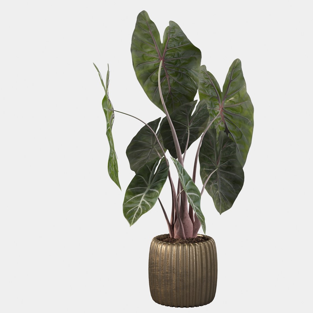 3D alocasia pink model https://p.turbosquid.com/ts-thumb/TJ/NZBzfD/8g/alocasiapinkdragon40011/jpg/1616661751/1920x1080/fit_q87/5ae7e61632129c1e337c495034a9d67135ea207d/alocasiapinkdragon40011.jpg