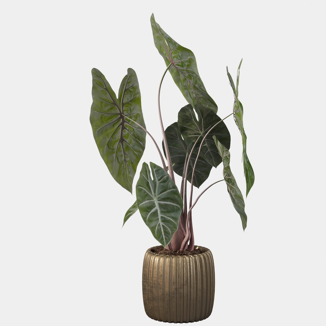 3D alocasia pink model https://p.turbosquid.com/ts-thumb/TJ/NZBzfD/Ag/alocasiapinkdragon40013/jpg/1616661749/1920x1080/fit_q87/29bf8df8bf39d617025ab892456409f0651fac94/alocasiapinkdragon40013.jpg