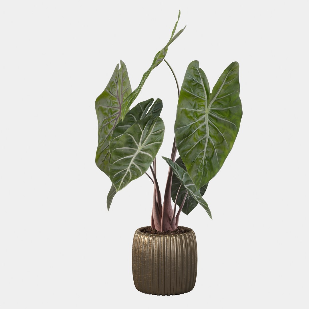 3D alocasia pink model https://p.turbosquid.com/ts-thumb/TJ/NZBzfD/Bo/alocasiapinkdragon40005/jpg/1616661755/1920x1080/fit_q87/489a603fc1a30fff9b322988f40a9e682ca3869a/alocasiapinkdragon40005.jpg