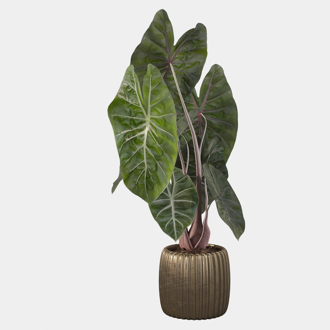 3D alocasia pink model https://p.turbosquid.com/ts-thumb/TJ/NZBzfD/Gr/alocasiapinkdragon40009/jpg/1616661749/1920x1080/fit_q87/edc022f220bcc934538f3f8a4d35b5b21ecb2f45/alocasiapinkdragon40009.jpg