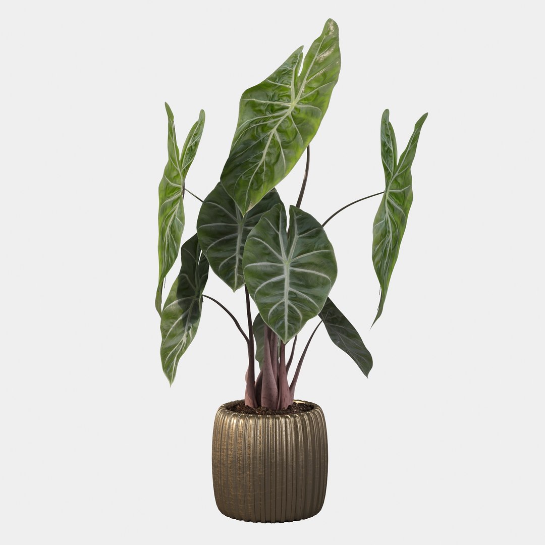 3D alocasia pink model https://p.turbosquid.com/ts-thumb/TJ/NZBzfD/HN/alocasiapinkdragon40001/jpg/1616661752/1920x1080/fit_q87/f4882c598a36bde6bc9af40071703b8134b99a3e/alocasiapinkdragon40001.jpg