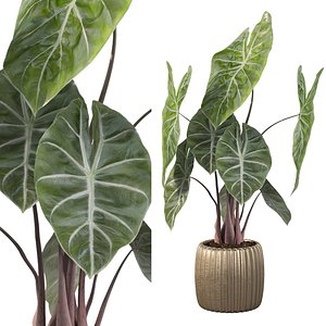Alocasia pink dragon