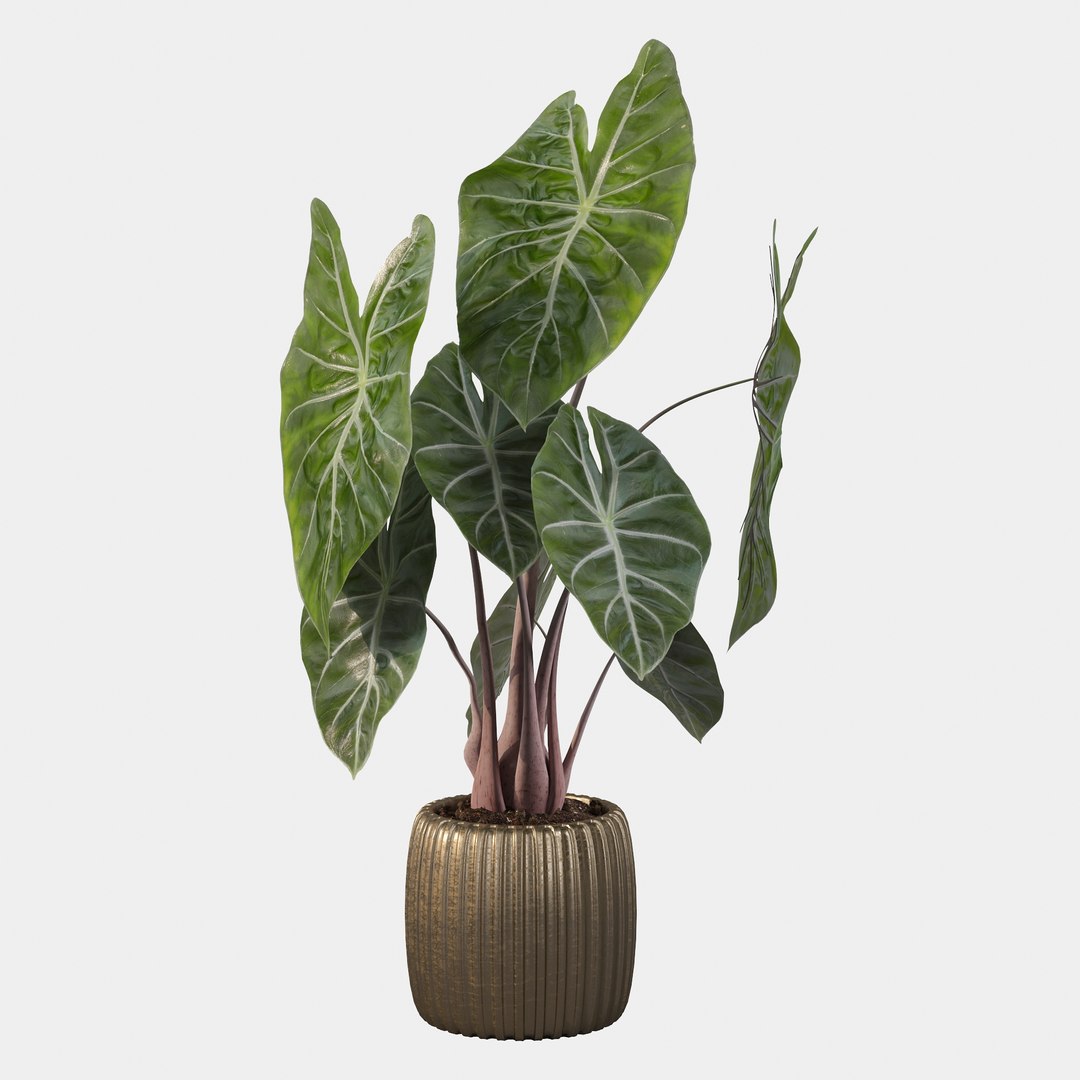 3D alocasia pink model https://p.turbosquid.com/ts-thumb/TJ/NZBzfD/Lt/alocasiapinkdragon40021/jpg/1616661752/1920x1080/fit_q87/0e1635f9ff6b9903b0cd085bc8dd3938258343dc/alocasiapinkdragon40021.jpg