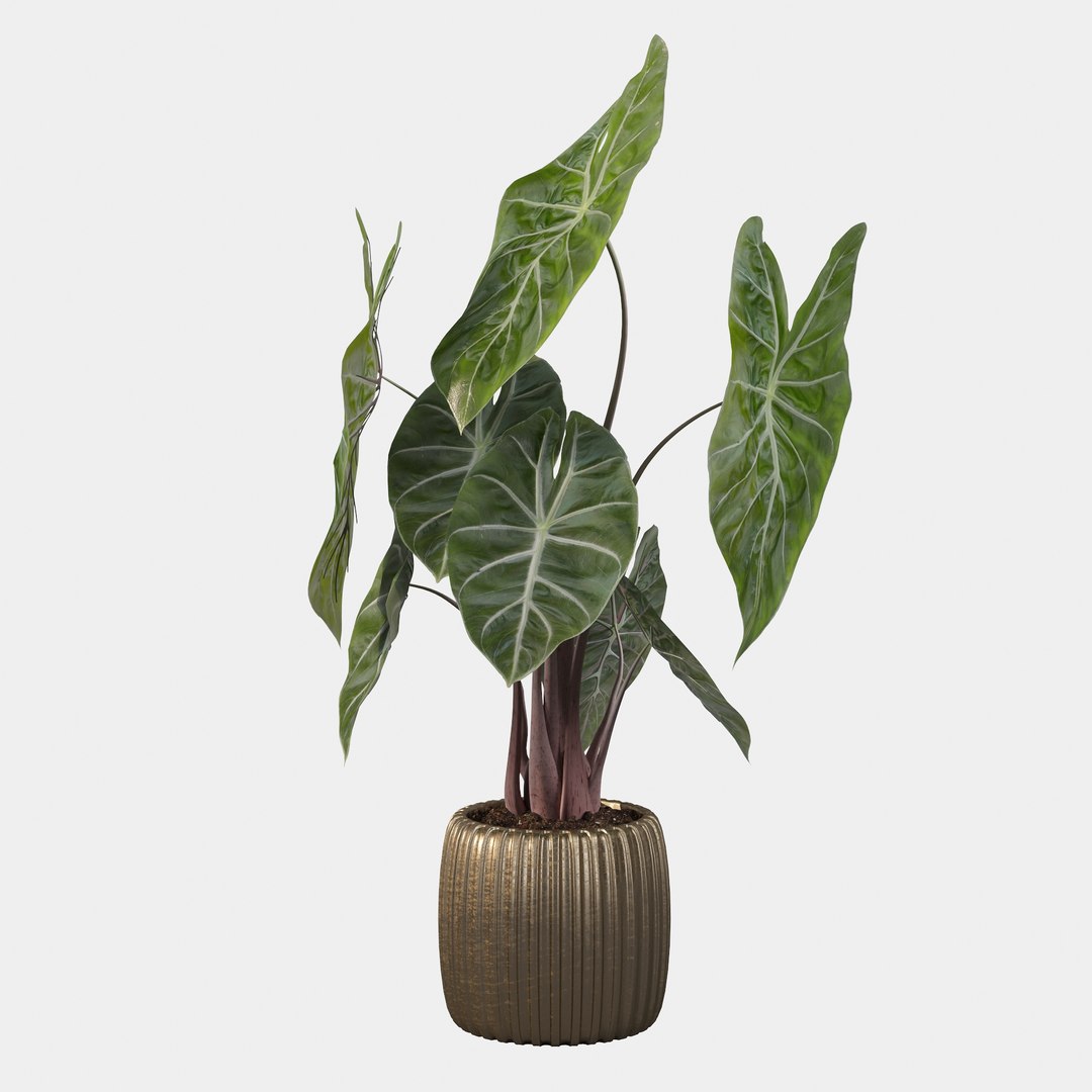3D alocasia pink model https://p.turbosquid.com/ts-thumb/TJ/NZBzfD/Nc/alocasiapinkdragon40003/jpg/1616661749/1920x1080/fit_q87/60ea6abcd1ac94f674b81695c7349728e6c5d751/alocasiapinkdragon40003.jpg
