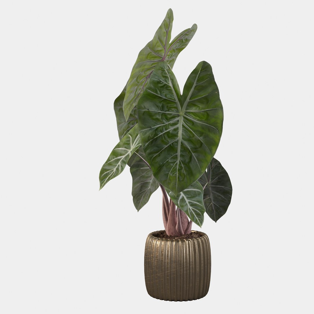 3D alocasia pink model https://p.turbosquid.com/ts-thumb/TJ/NZBzfD/Od/alocasiapinkdragon40007/jpg/1616661748/1920x1080/fit_q87/20f61af246011a9eebd30463e7e07fe670dd8db4/alocasiapinkdragon40007.jpg