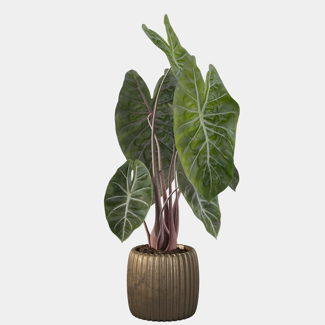 3D alocasia pink model https://p.turbosquid.com/ts-thumb/TJ/NZBzfD/Q5/alocasiapinkdragon40015/jpg/1616661749/1920x1080/fit_q87/380b7f2f867817d7134adde064caf2d656d0617b/alocasiapinkdragon40015.jpg