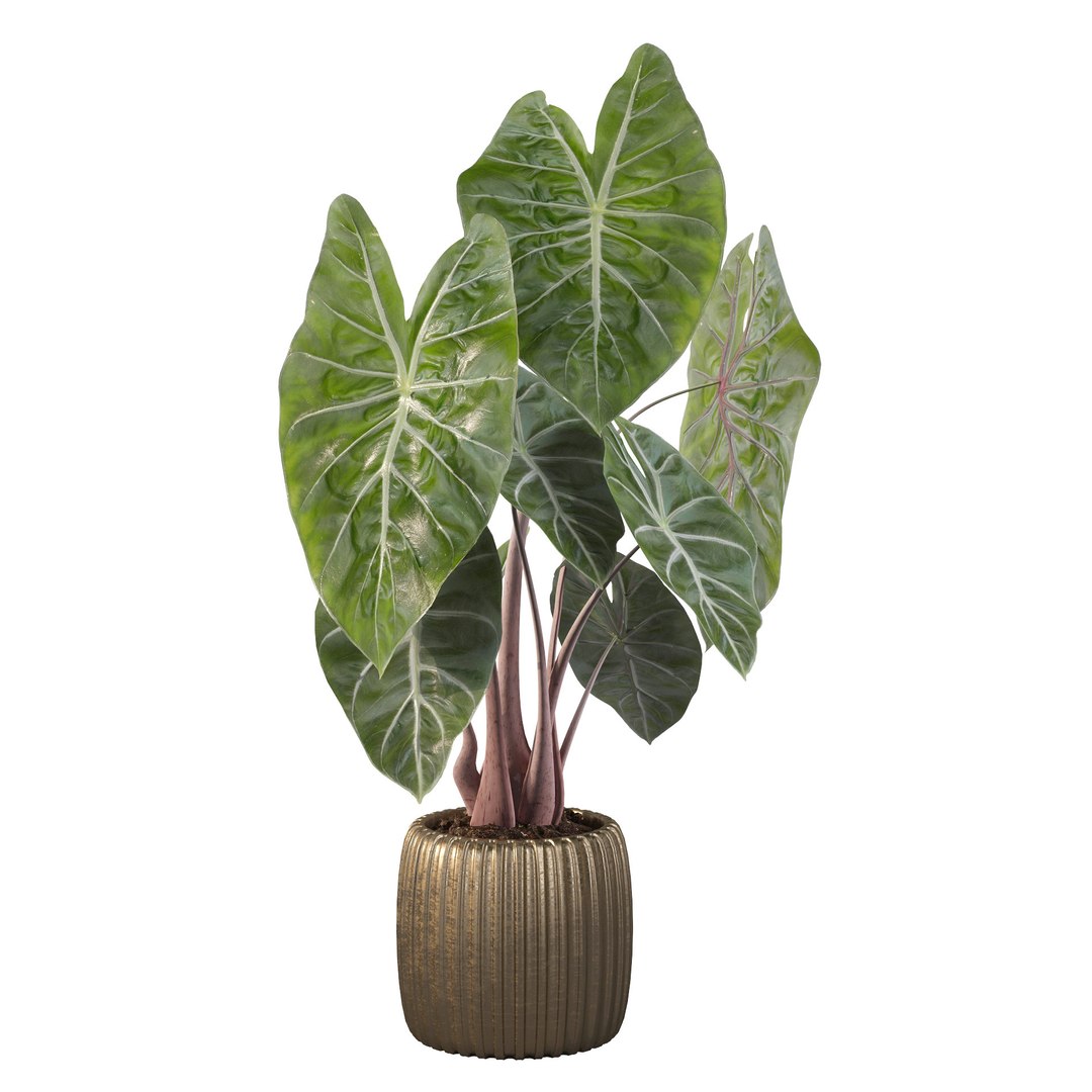 3D alocasia pink model https://p.turbosquid.com/ts-thumb/TJ/NZBzfD/Ta/alocasiapinkdragon4b/jpg/1616661748/1920x1080/fit_q87/85d1f0798e0151ed28716179a32ebf9d256aaf94/alocasiapinkdragon4b.jpg
