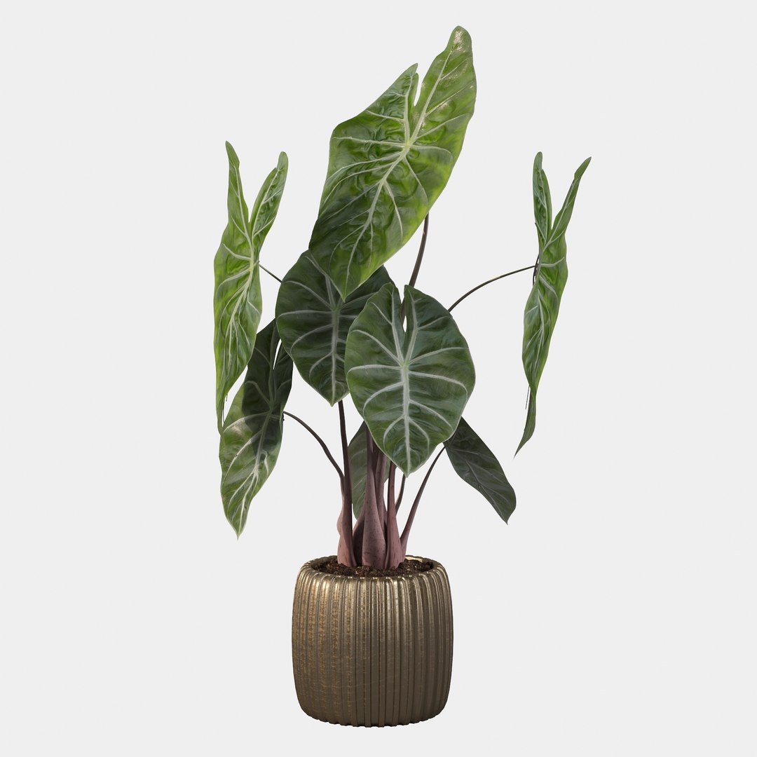 3D alocasia pink model https://p.turbosquid.com/ts-thumb/TJ/NZBzfD/VQ/alocasiapinkdragon40023/jpg/1616661751/1920x1080/fit_q87/118d9a6122b33cc753edb37868cff11d3bfc2e35/alocasiapinkdragon40023.jpg