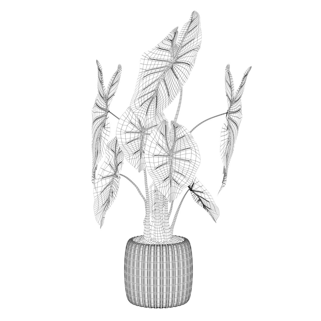 3D alocasia pink model https://p.turbosquid.com/ts-thumb/TJ/NZBzfD/Xx/alocasiapinkdragon4c/jpg/1616661748/1920x1080/fit_q87/665d4b53ba55b593d68e17b86e334d225dd0a542/alocasiapinkdragon4c.jpg