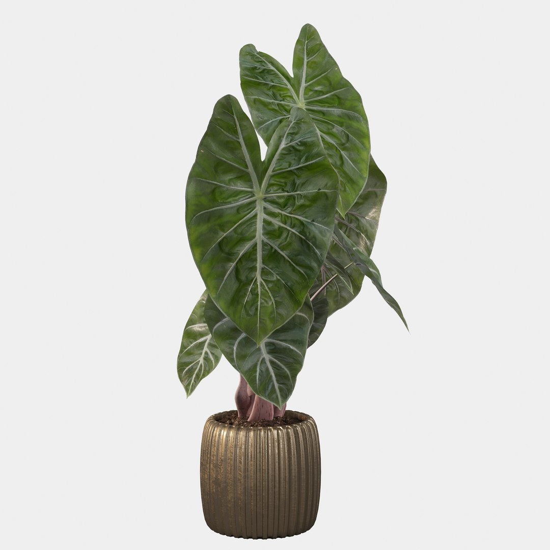 3D alocasia pink model https://p.turbosquid.com/ts-thumb/TJ/NZBzfD/aH/alocasiapinkdragon40017/jpg/1616661749/1920x1080/fit_q87/aeca026c4ce25648b7e7ca2f5f71c149a9086739/alocasiapinkdragon40017.jpg