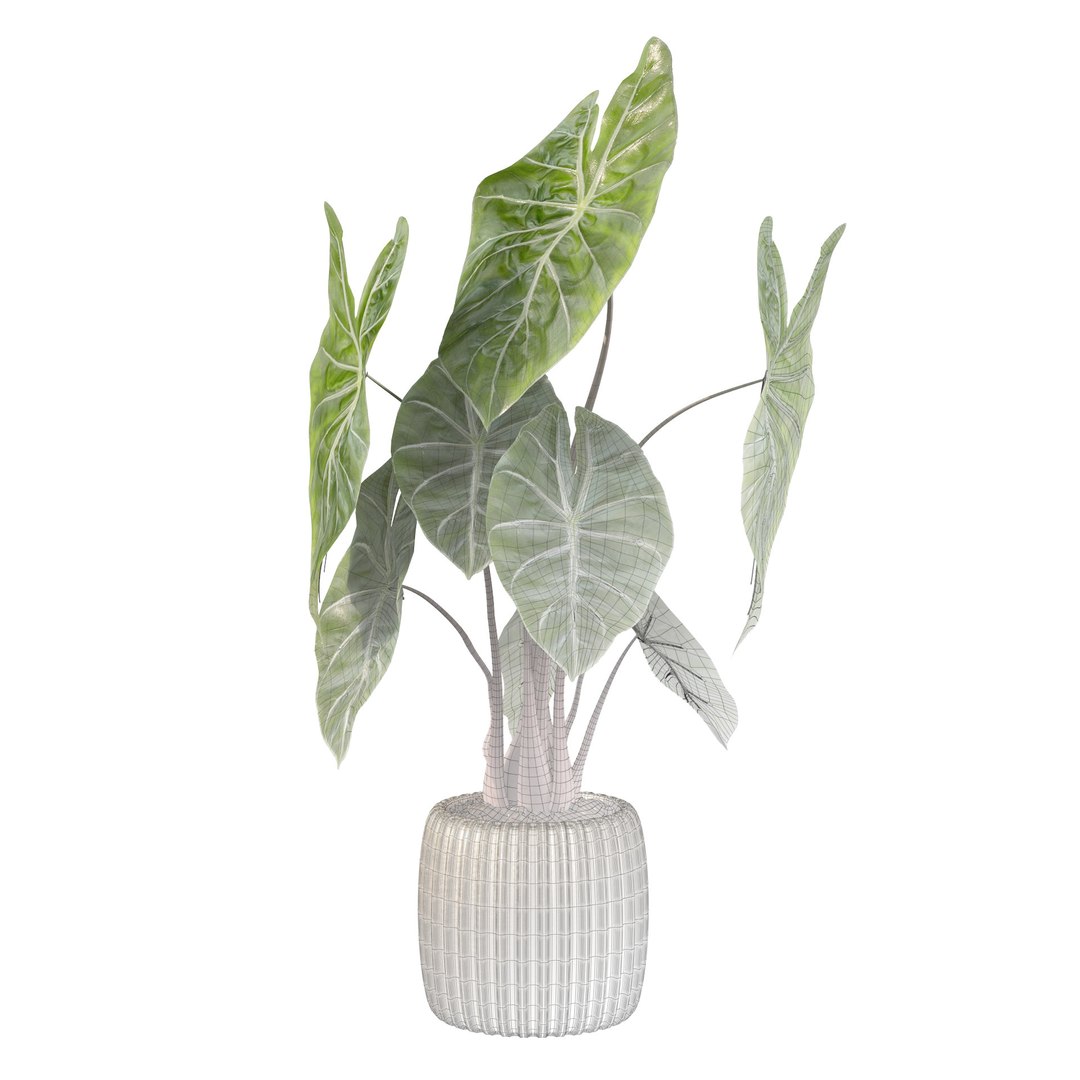 3D alocasia pink model https://p.turbosquid.com/ts-thumb/TJ/NZBzfD/mb/alocasiapinkdragon4a/jpg/1616661747/1920x1080/fit_q87/bac3a3be63f0353fddab66b0111569efcec20dba/alocasiapinkdragon4a.jpg
