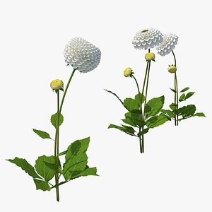 3D dahlia franz kafka white model